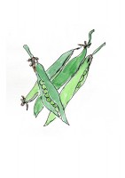 http://www.francesleeceramics.com/files/gimgs/th-31_sweet pea seed pods-web.jpg